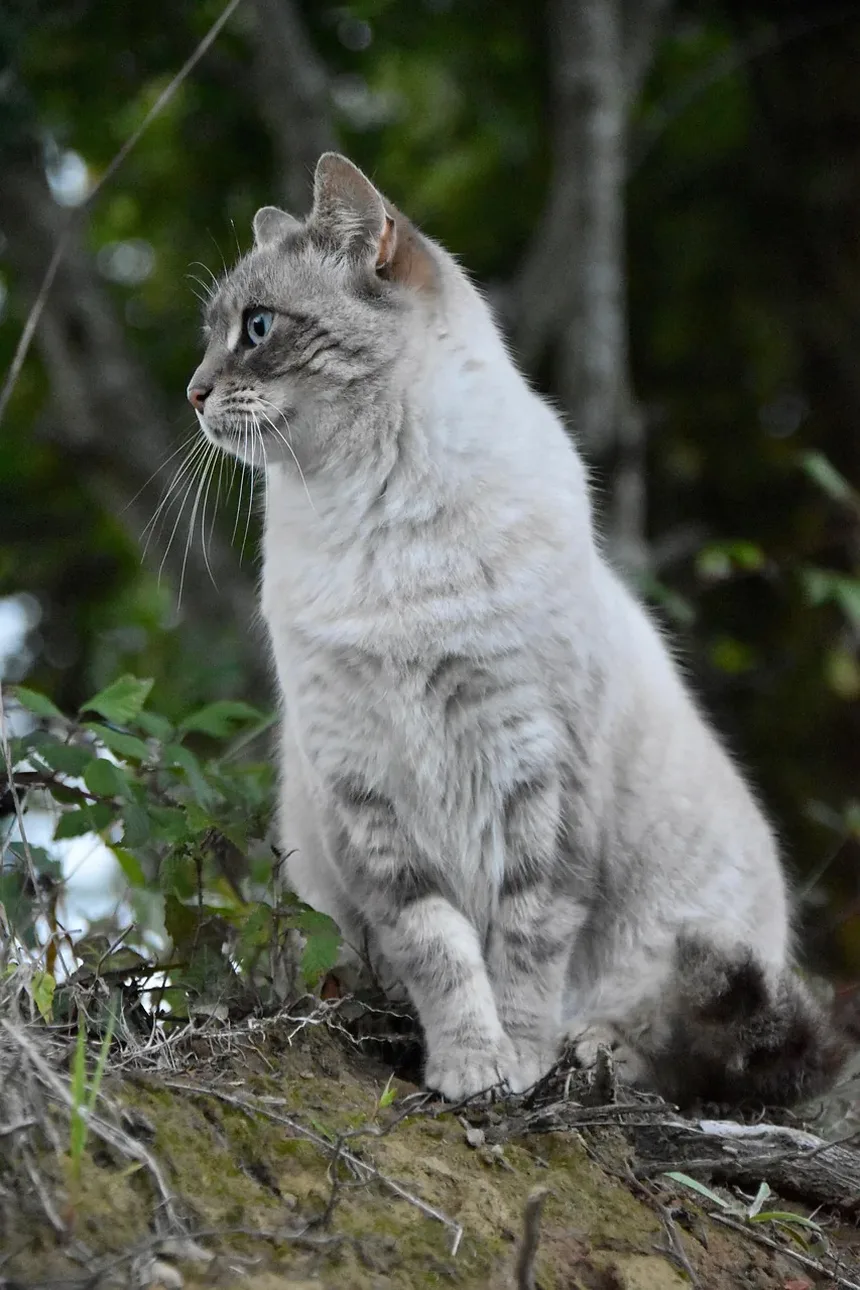 10 Melhores Raças de Gatos para Famílias