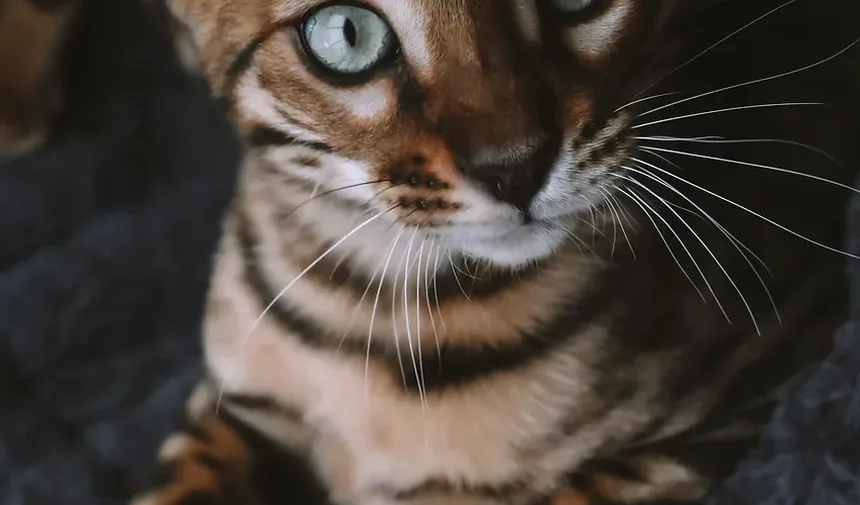 10 Melhores Raças de Gatos para Famílias