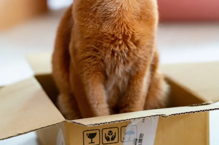 10 Melhores Raças de Gatos para Famílias