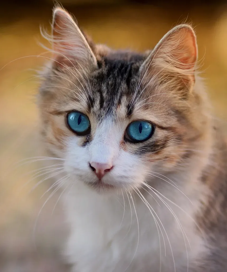 Melhor Tratamento contra Pulgas para Gatinhos Bebês: Um Guia Completo