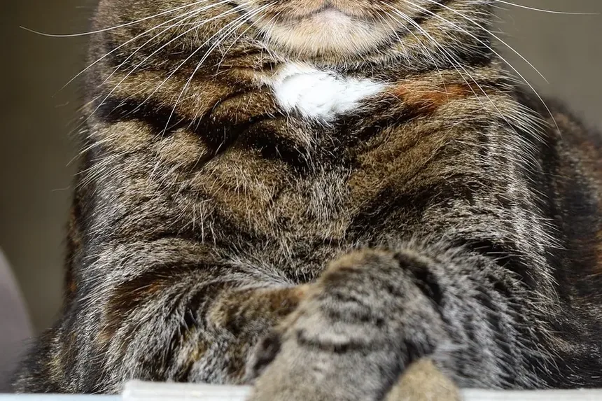 Melhor Tratamento contra Pulgas para Gatinhos Bebês: Um Guia Completo
