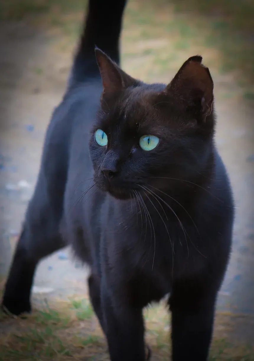 Melhor Tratamento contra Pulgas para Gatos Maine Coon