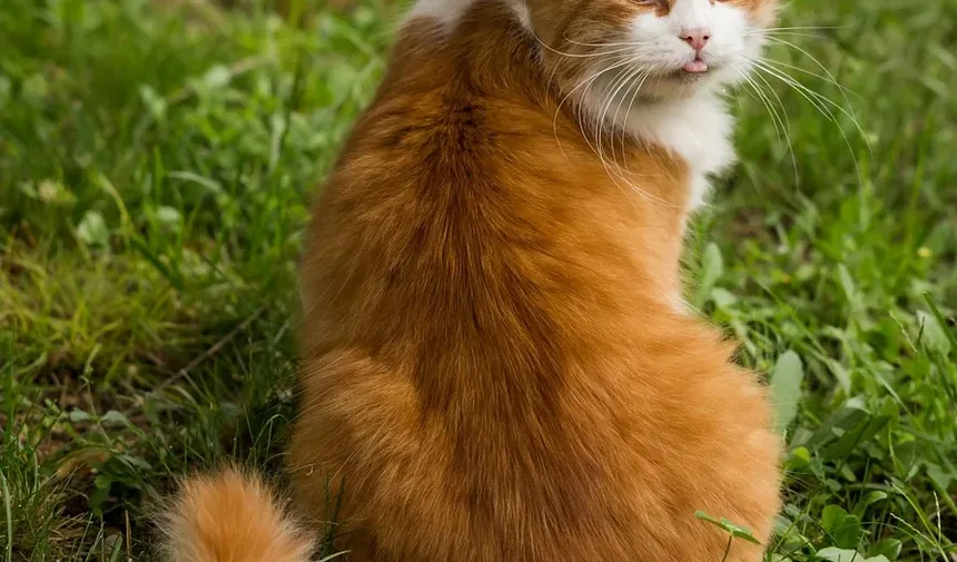 Melhor Tratamento contra Pulgas para Gatos Maine Coon