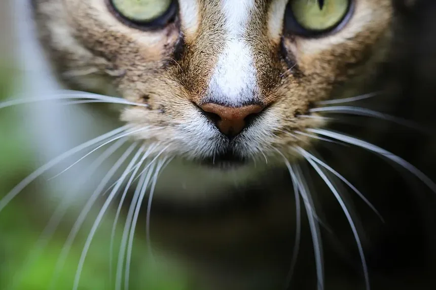 Melhor Tratamento contra Pulgas para Gatos Maine Coon
