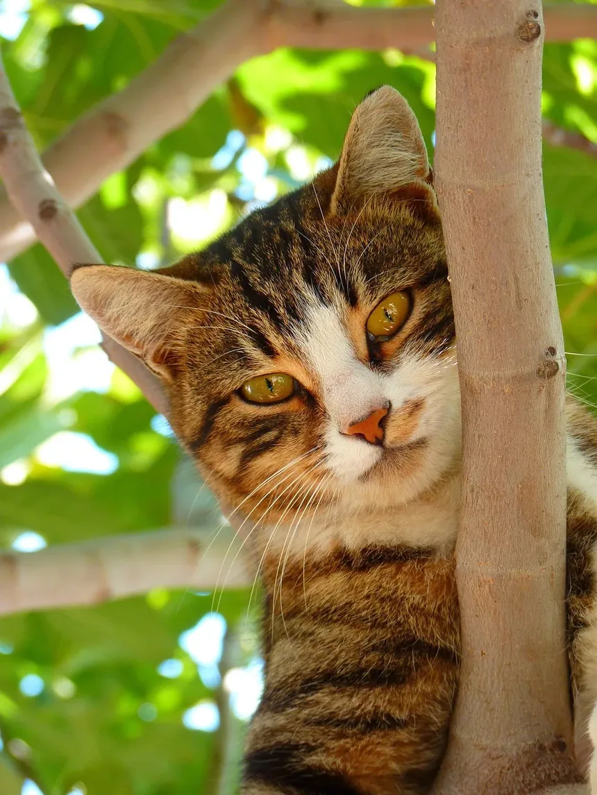 Melhores Brinquedos para Gatos Idosos: Mantendo Seu Felino Sênior Engajado