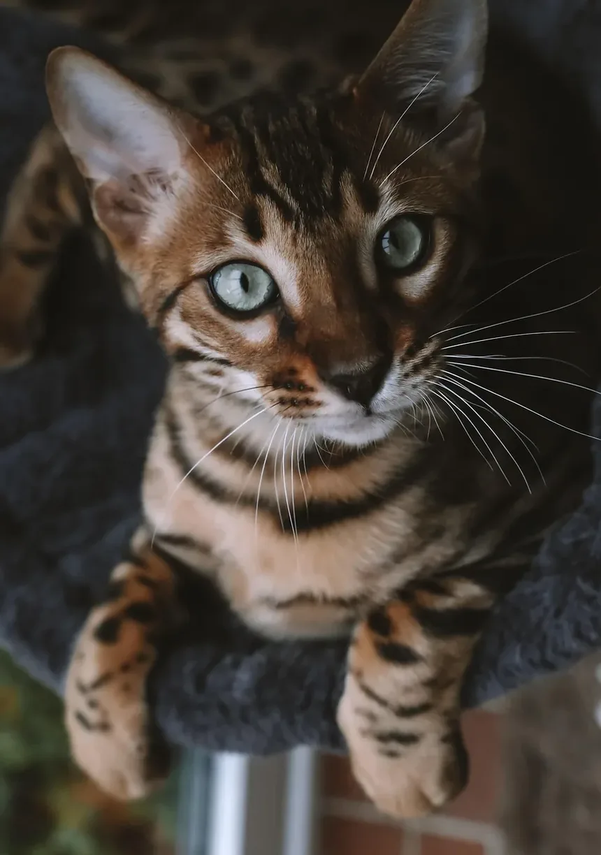 Melhores Brinquedos para Gatos Idosos: Mantendo Seu Felino Sênior Engajado