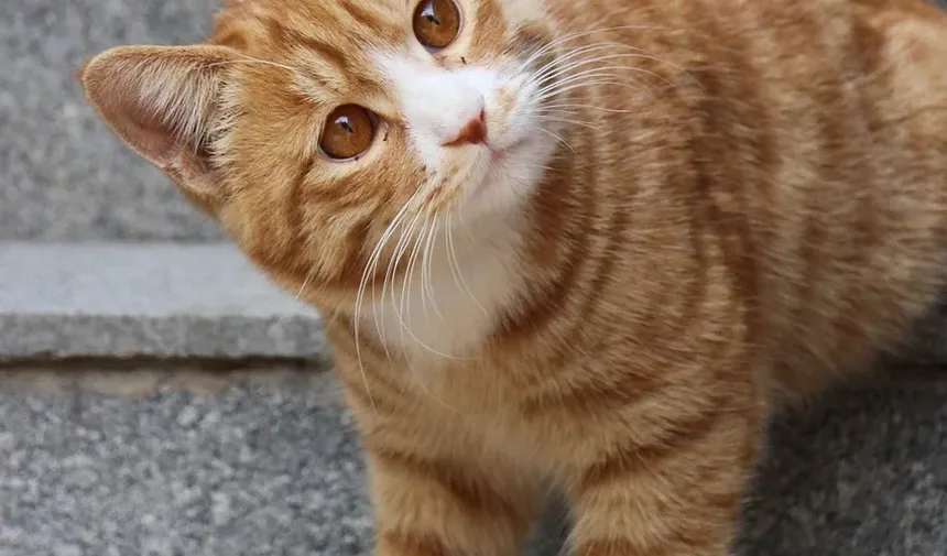 Melhores Brinquedos para Gatos Idosos: Mantendo Seu Felino Sênior Engajado