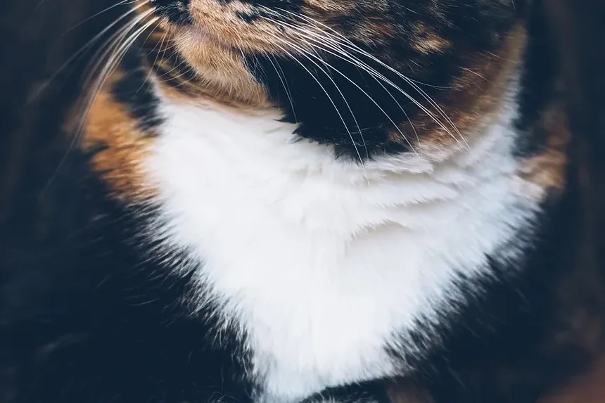 Melhores Brinquedos para Gatos Idosos: Mantendo Seu Felino Sênior Engajado