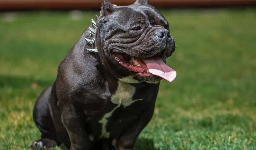 Sintomas de Parasitas Sanguíneos em Cães: Entendendo os Sinais nas Fezes