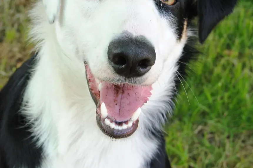 Sintomas de Parasitas Sanguíneos em Cães: Entendendo os Sinais nas Fezes
