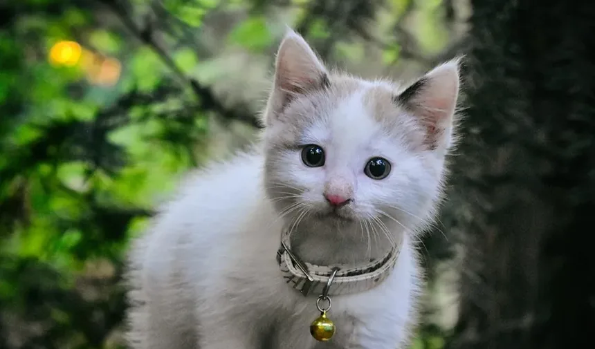 Remédios Caseiros para Infecções de Pele em Gatos: Soluções Eficazes e Cuidados