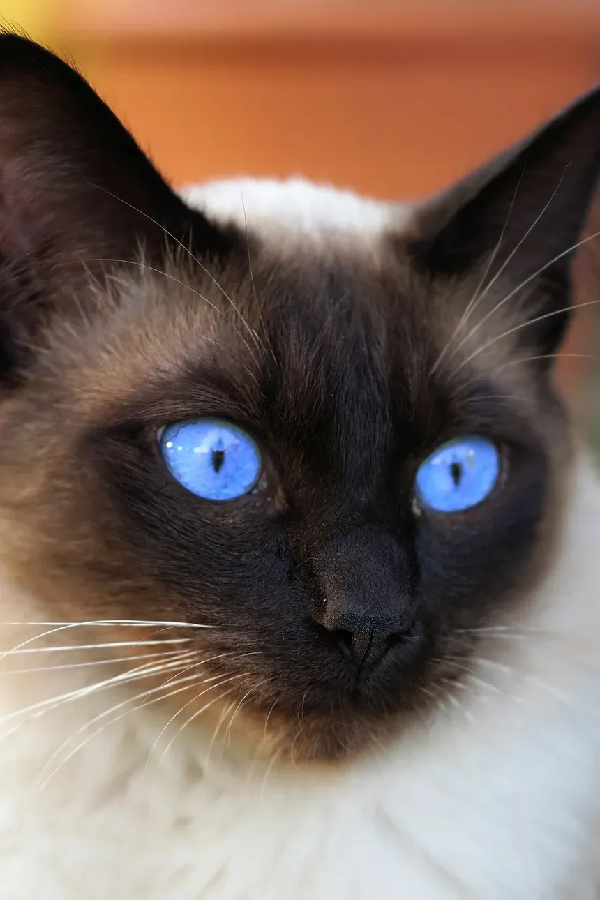 Tratamento Caseiro para Irritação na Pele de Gatos: Um Guia Completo