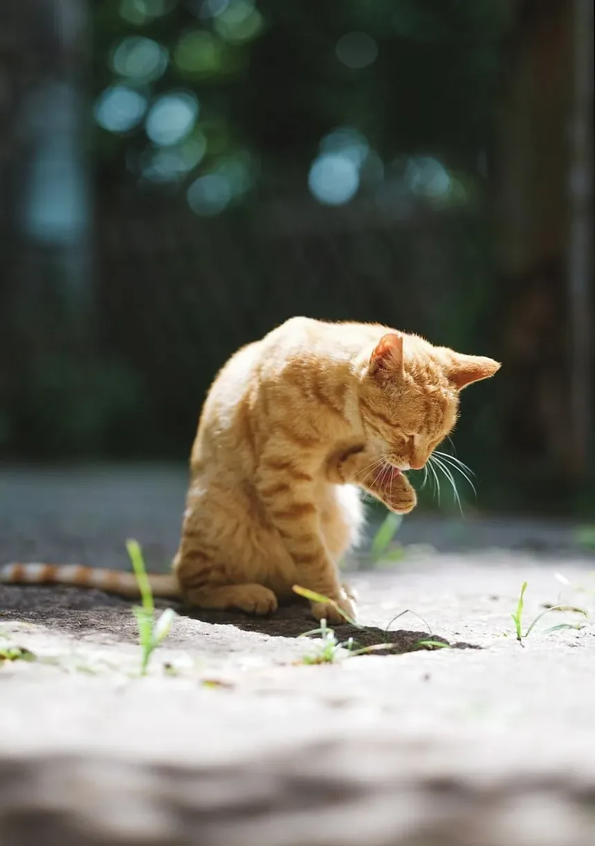 Tratamento Caseiro para Irritação na Pele de Gatos: Um Guia Completo