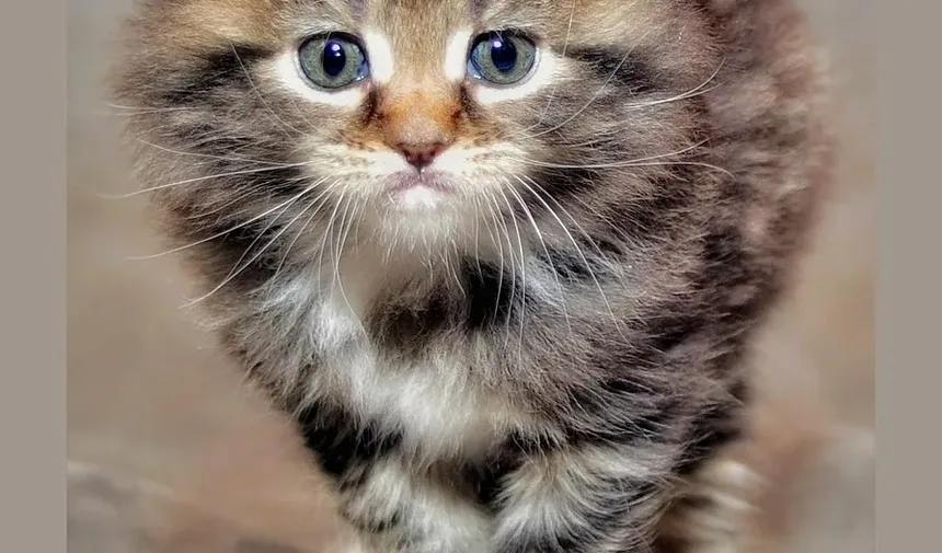 Tratamento Caseiro para Irritação na Pele de Gatos: Um Guia Completo