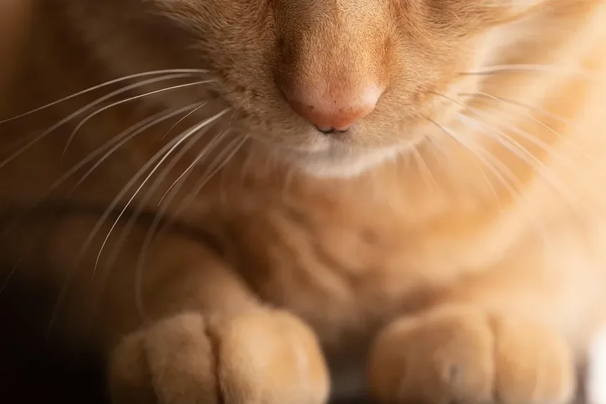 Tratamento Caseiro para Irritação na Pele de Gatos: Um Guia Completo