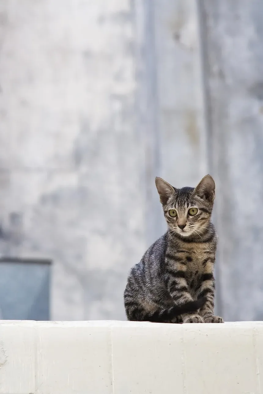 Causas da Doença Renal Crônica em Gatos