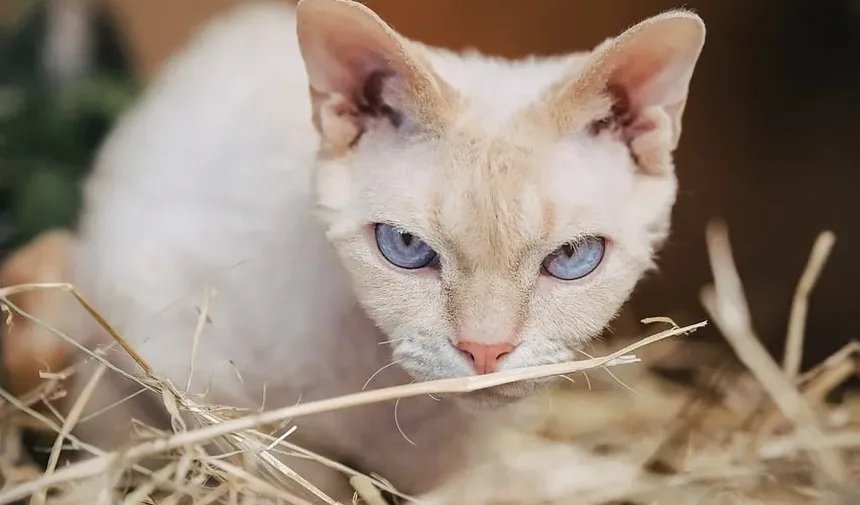 Causas da Doença Renal Crônica em Gatos