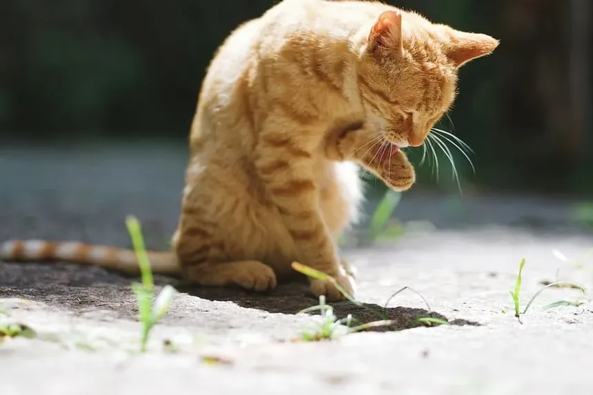 Causas da Doença Renal Crônica em Gatos