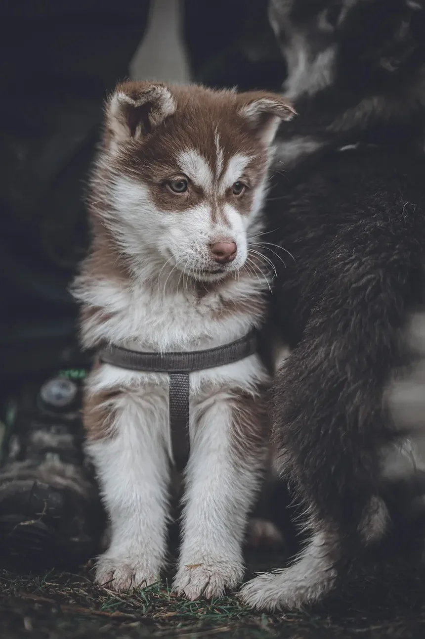 Linguagem Corporal Canina Explicada: Entendendo a Comunicação dos Cães