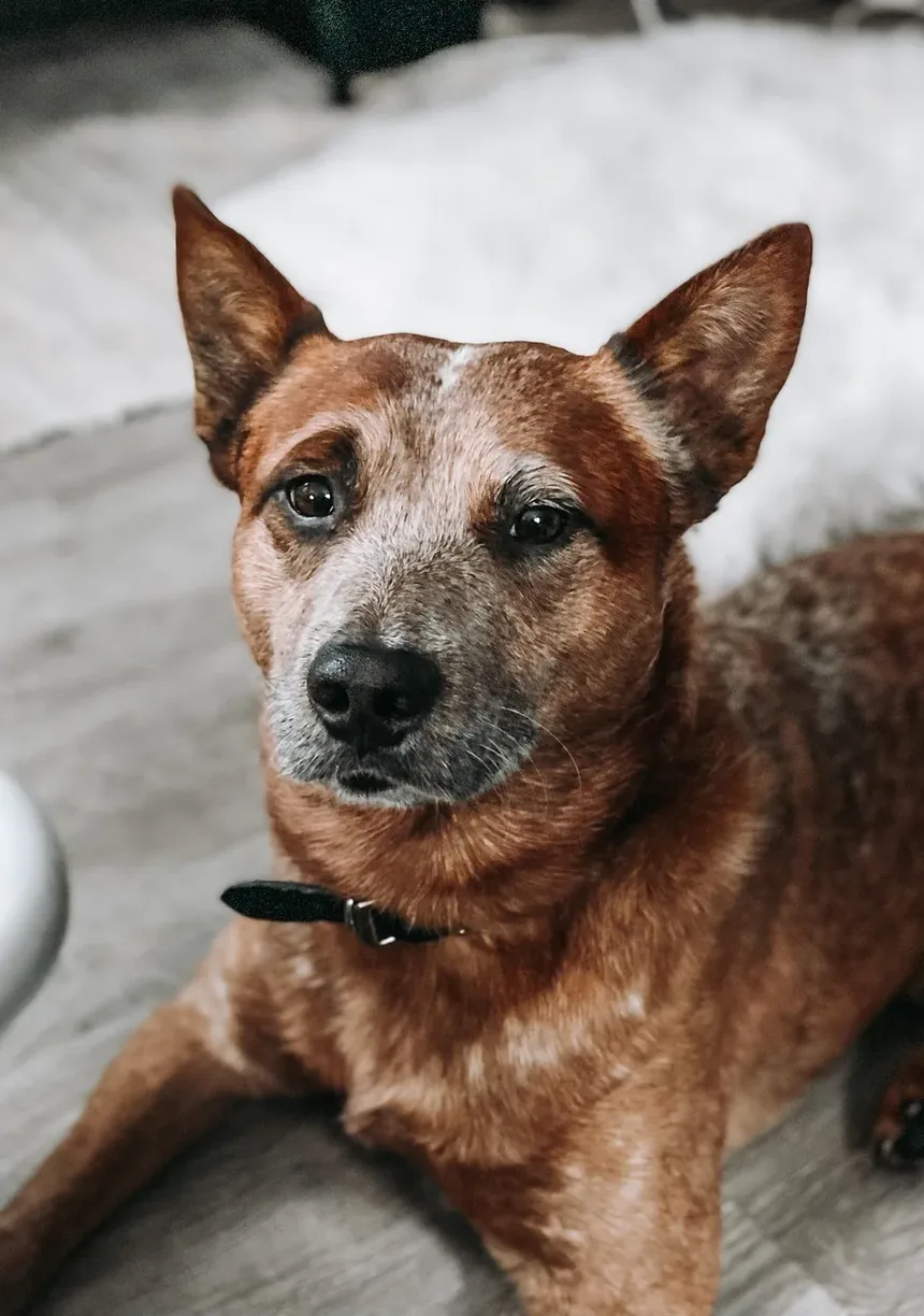 Linguagem Corporal Canina Explicada: Entendendo a Comunicação dos Cães