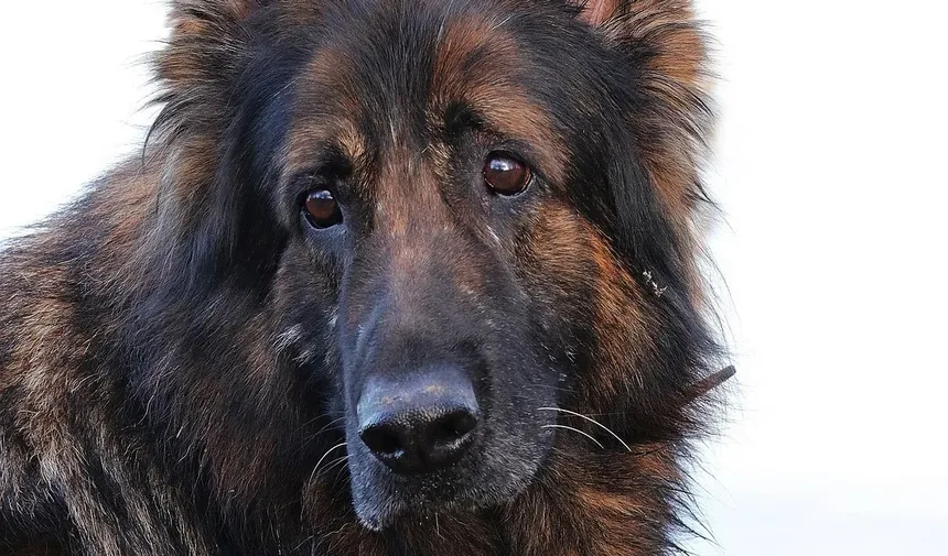 Linguagem Corporal Canina Explicada: Entendendo a Comunicação dos Cães