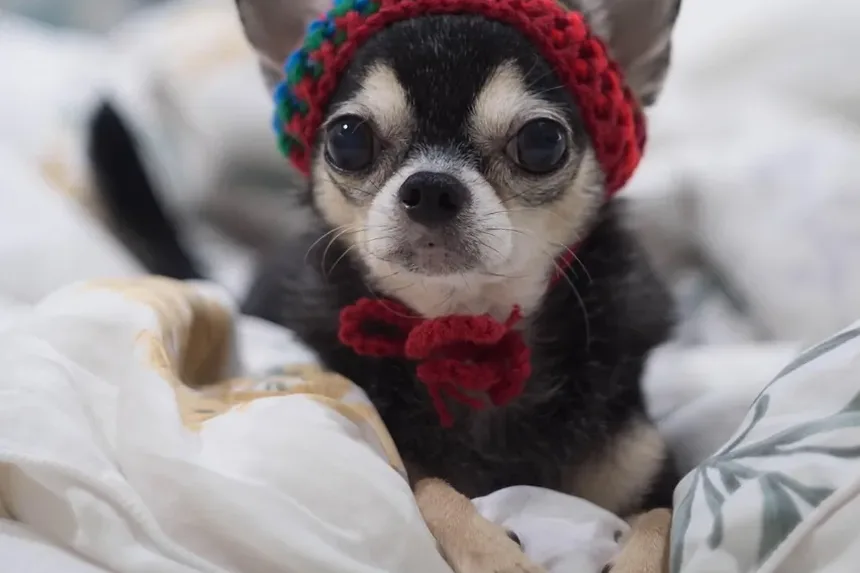 Linguagem Corporal Canina Explicada: Entendendo a Comunicação dos Cães