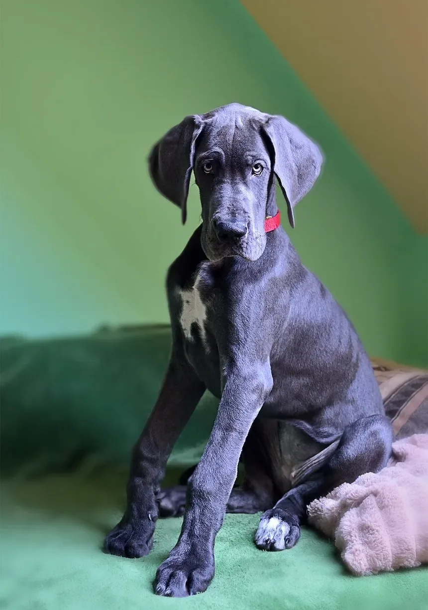 Remédios Caseiros para Alergias Oculares em Cães: Soluções Eficazes para Seu Companheiro Canino
