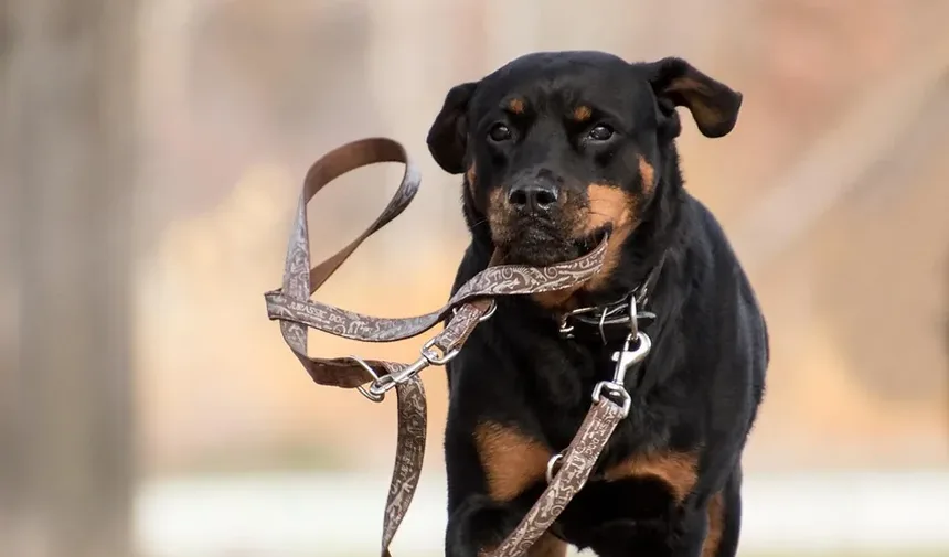 Remédios Caseiros para Alergias Oculares em Cães: Soluções Eficazes para Seu Companheiro Canino