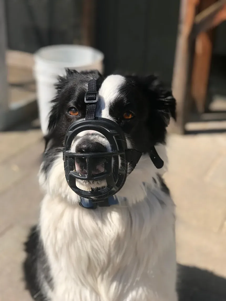 Cuidados com o Cão: Remoção de Emaranhados para um Pelo Saudável