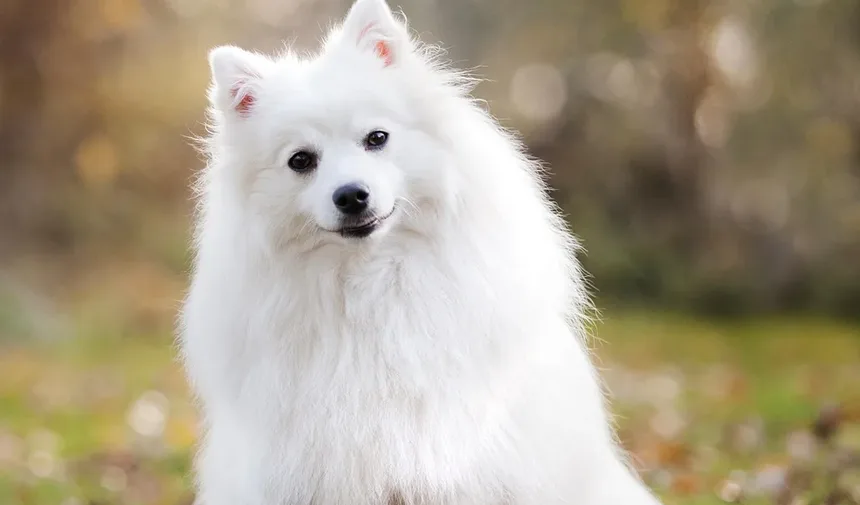 Cuidados com o Cão: Remoção de Emaranhados para um Pelo Saudável
