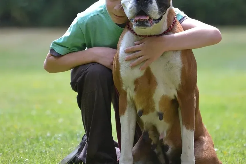 Cuidados com o Cão: Remoção de Emaranhados para um Pelo Saudável