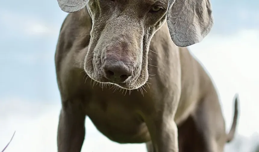 Compreendendo a Angústia Respiratória em Cães: Causas e Soluções