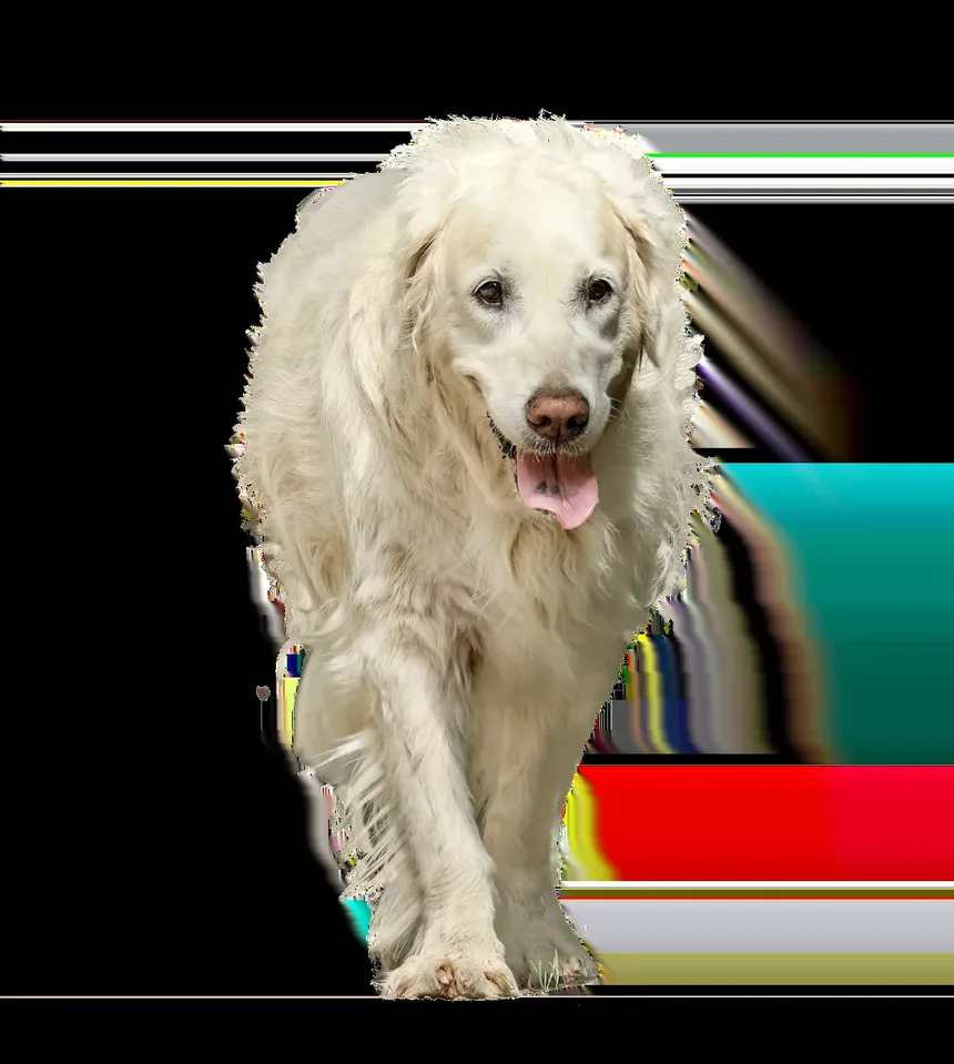 Efeitos Colaterais da Segunda Vacinação em Cães: O Que Você Precisa Saber