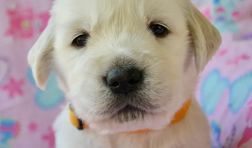 Efeitos Colaterais da Segunda Vacinação em Cães: O Que Você Precisa Saber
