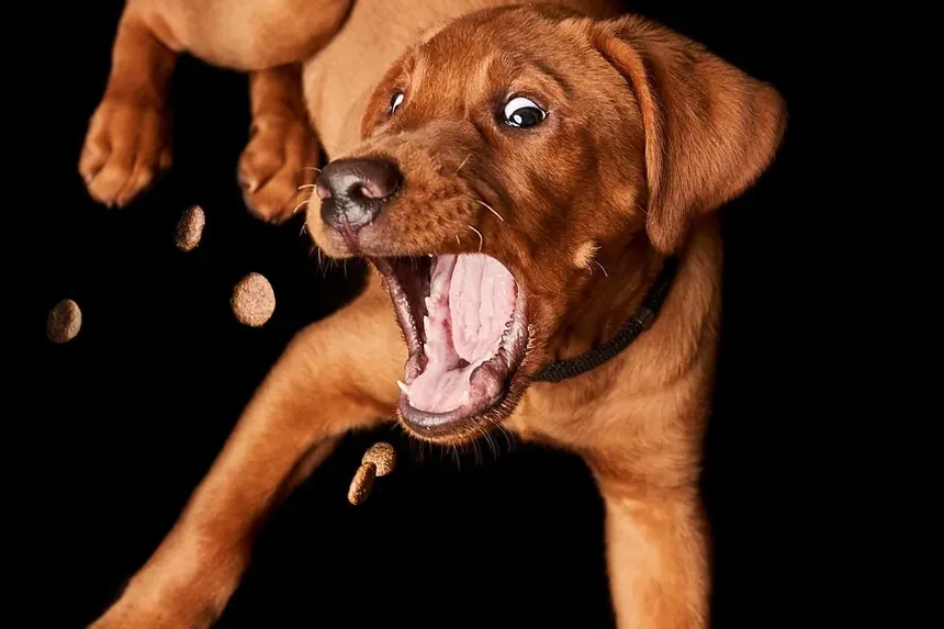 Efeitos Colaterais da Segunda Vacinação em Cães: O Que Você Precisa Saber