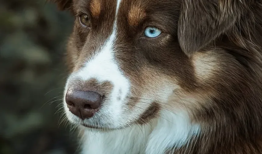 Pele Seca em Cães: Tratamentos Caseiros Eficazes