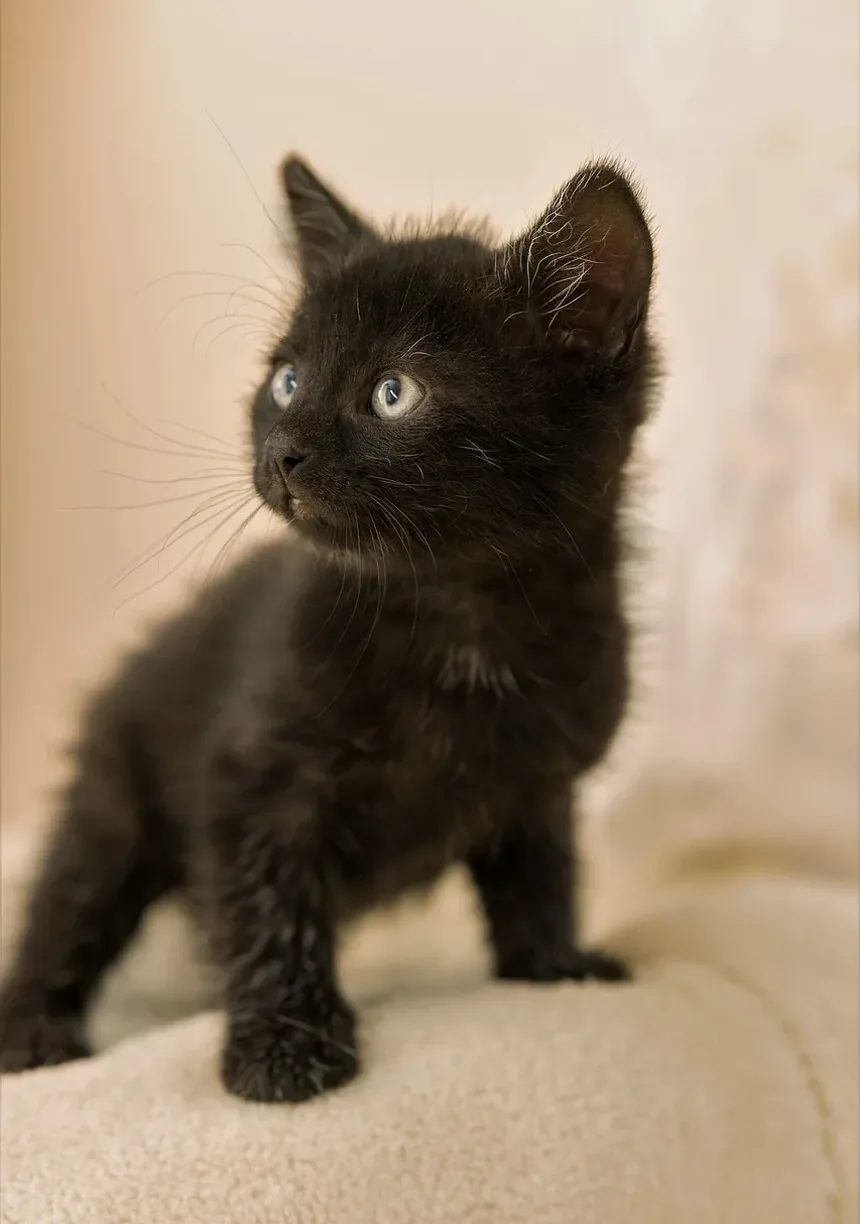 As Raças de Gatos Mais Fáceis de Treinar: Um Guia Completo