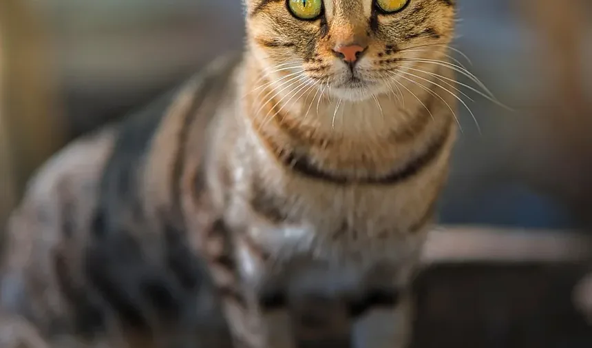 As Raças de Gatos Mais Fáceis de Treinar: Um Guia Completo
