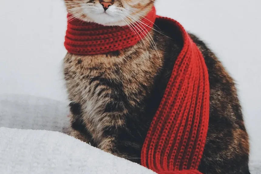 As Raças de Gatos Mais Fáceis de Treinar: Um Guia Completo