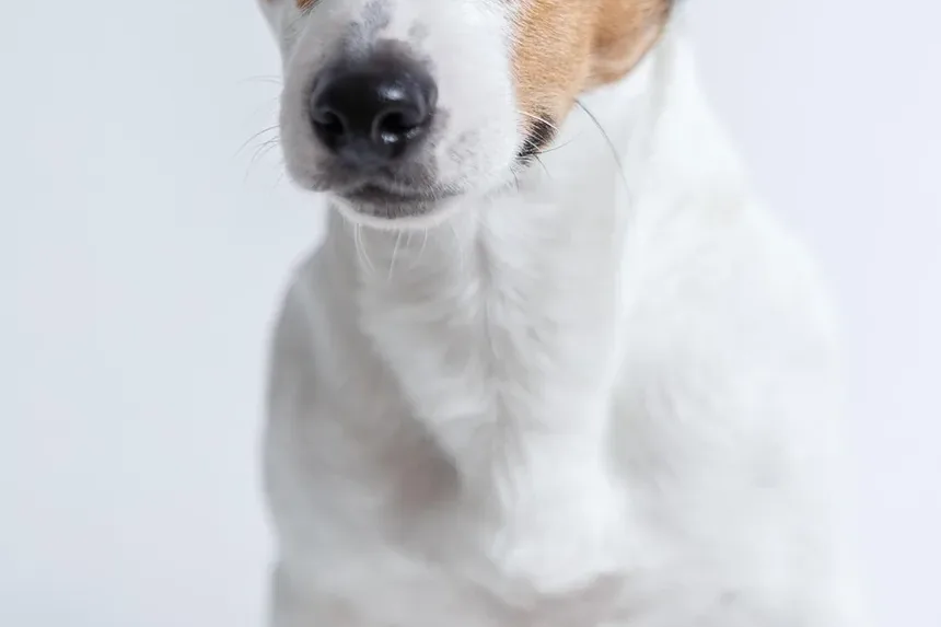 Exercícios para Cães Após Cirurgia no Joelho: Um Guia Completo