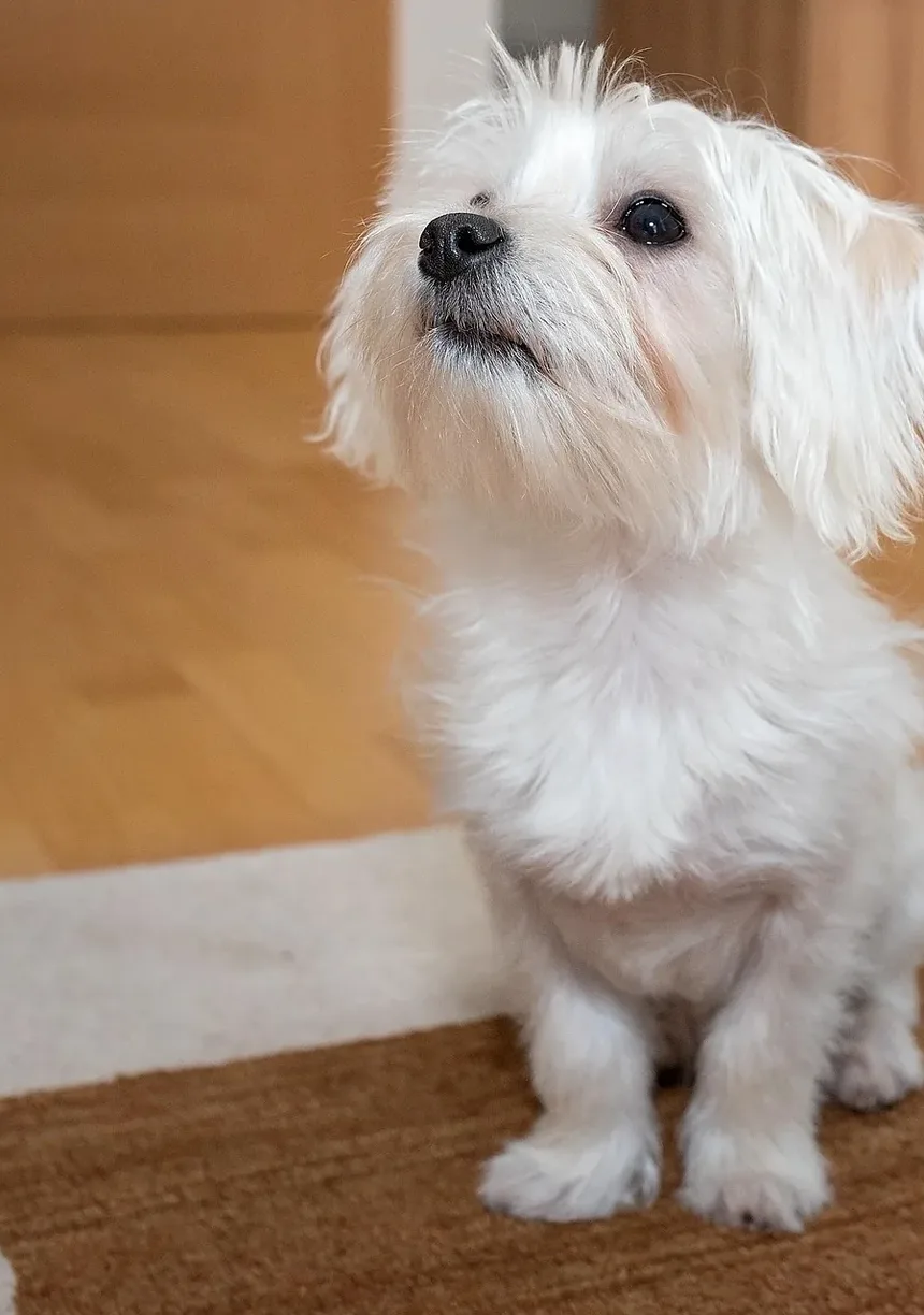 Benefícios da Dieta Sem Grãos para Cães: Um Guia Completo