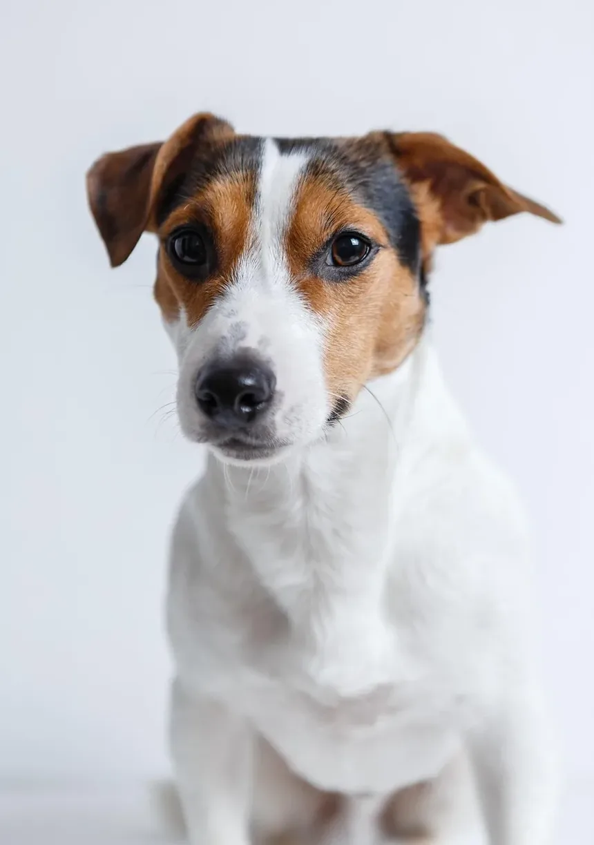 Frutas Saudáveis para Cães Comerem Todos os Dias