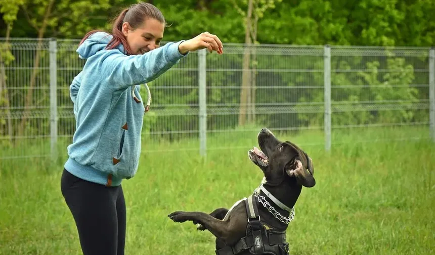 Frutas Saudáveis para Cães Comerem Todos os Dias