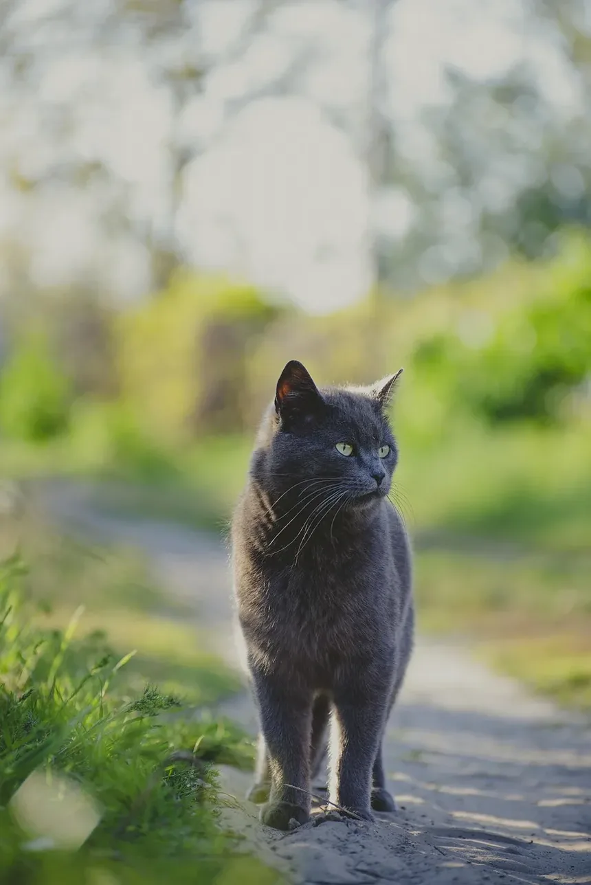 Com que Frequência Devo Dar Banho no Meu Gato com Micose?