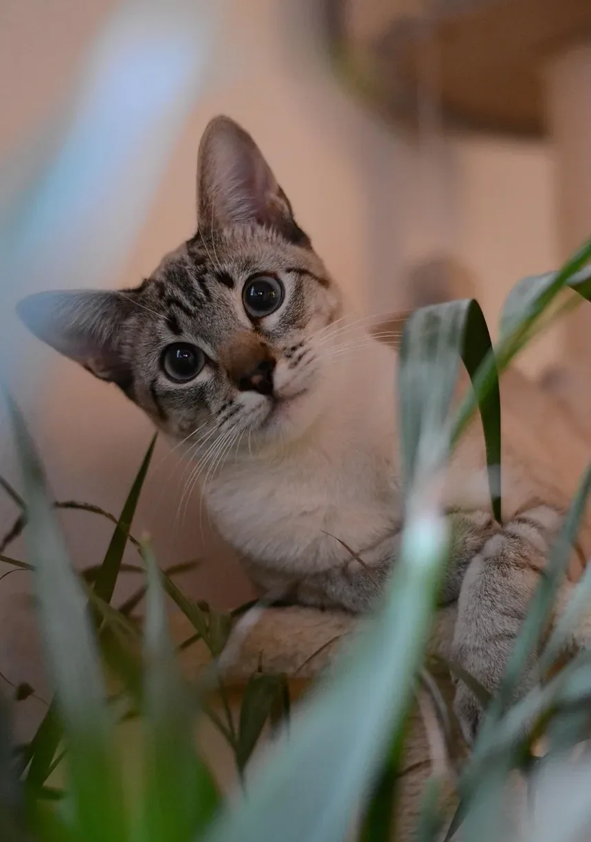 Com que Frequência Devo Dar Banho no Meu Gato com Micose?
