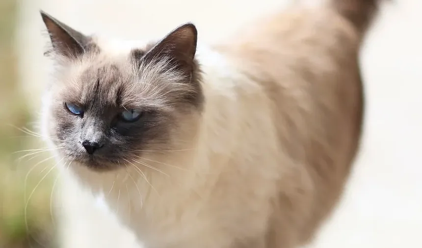 Como Dar Banho em um Gato e Com Que Frequência: Um Guia Completo
