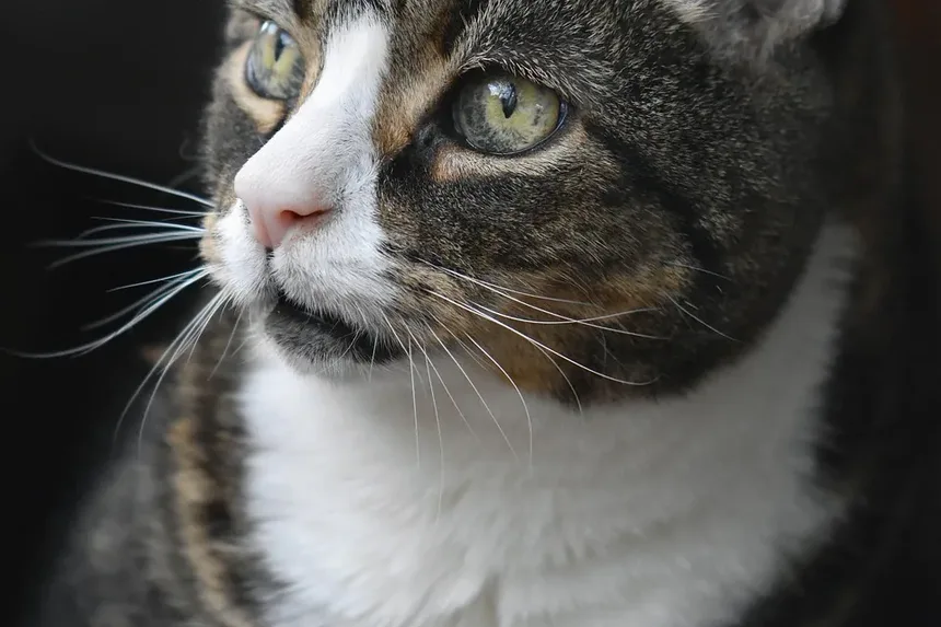 Como Dar Banho em um Gato e Com Que Frequência: Um Guia Completo