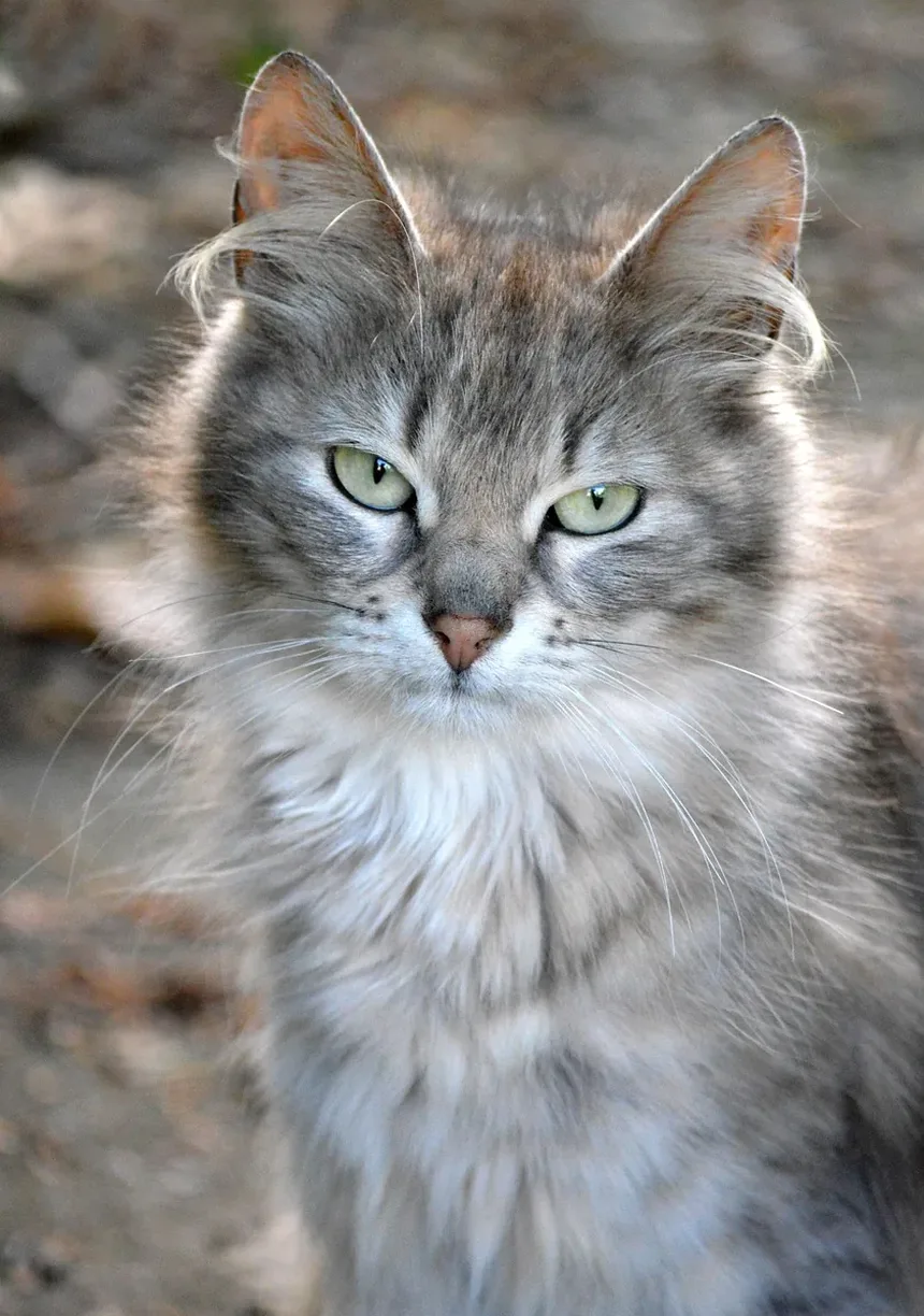 Como Dar Banho em um Gato que Morde e Arranha