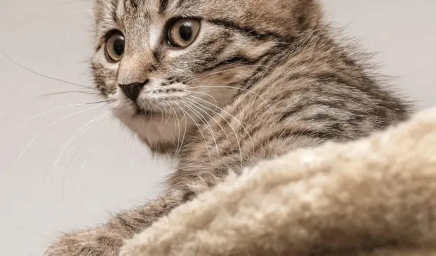 Como Dar Banho em um Gato que Morde e Arranha