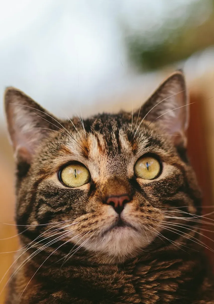 Como Fazer Amizade com um Gatinho Vadio Assustado: Um Guia Completo
